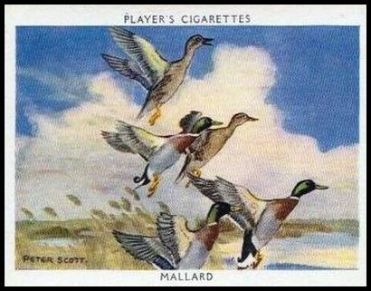 12 Mallard or Wild Duck
